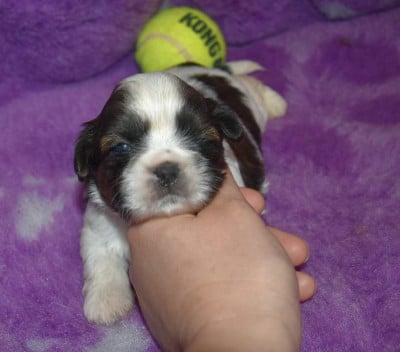 CHIOT 6 B................ de la maison du ryez - Shih Tzu