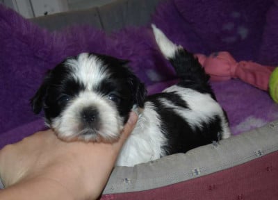 Les chiots de Shih Tzu