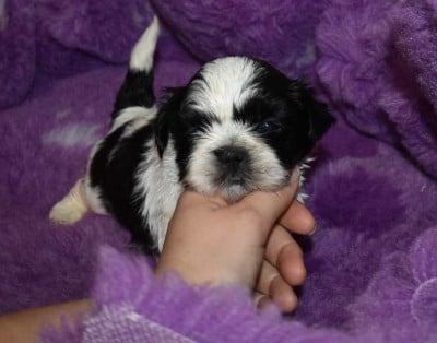Les chiots de Shih Tzu