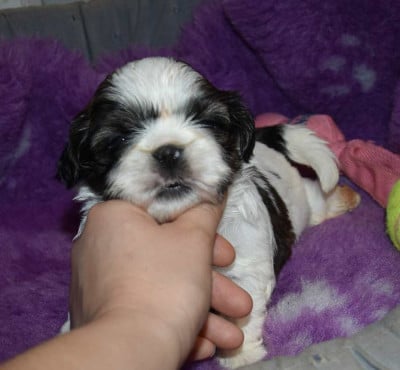 Les chiots de Shih Tzu