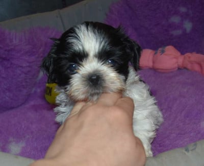Les chiots de Shih Tzu