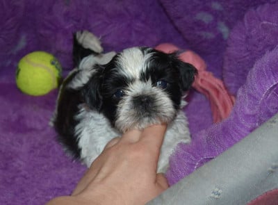Les chiots de Shih Tzu