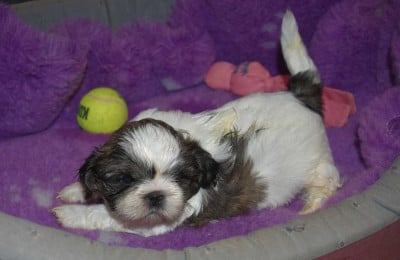 Les chiots de Shih Tzu