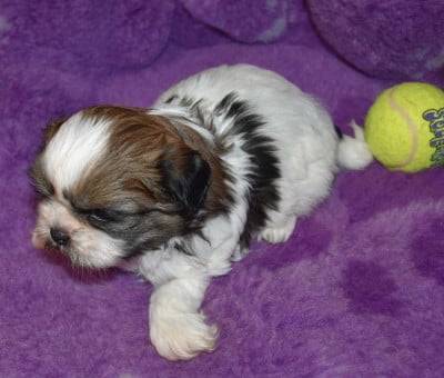 Les chiots de Shih Tzu