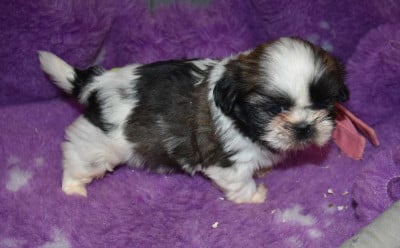 Les chiots de Shih Tzu
