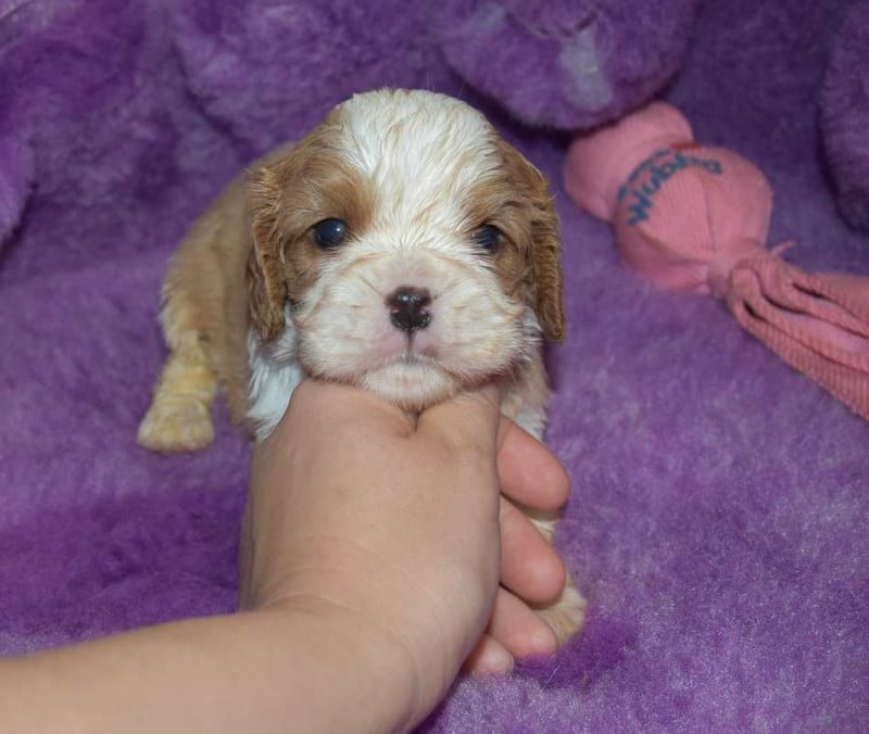 Cavalier King Charles Spaniel - de la maison du ryez