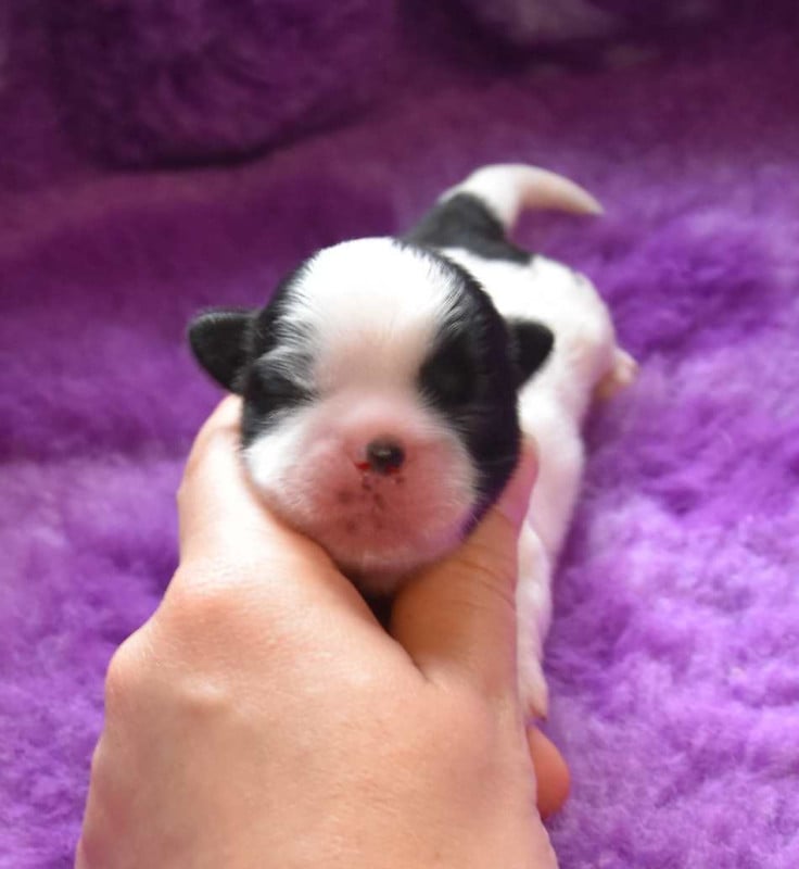 Shih Tzu - de la maison du ryez