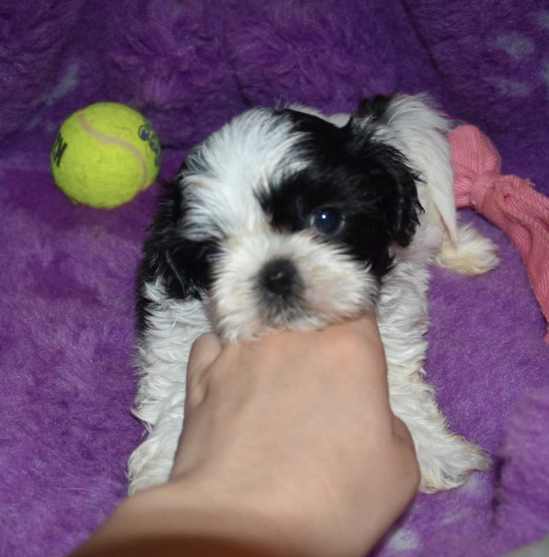 Shih Tzu - de la maison du ryez