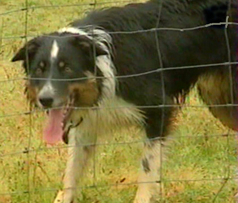 Publication : Des Claux du Pouget Joube Auteur : NIVIERE Sandrine