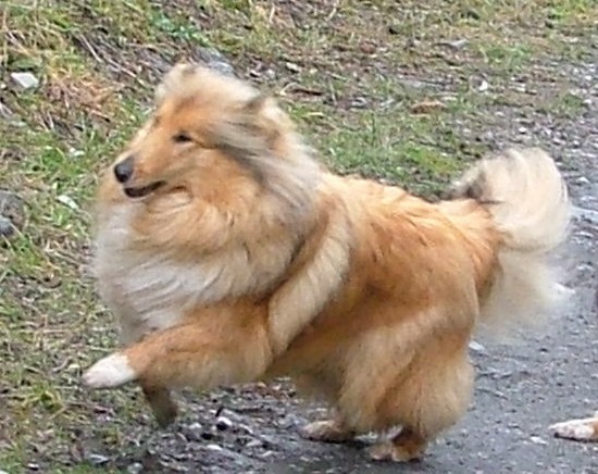 Tzara blonde des stuarts de boisbelle