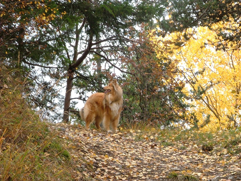 Tzara blonde des stuarts de boisbelle