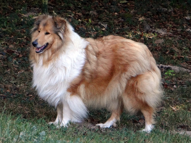 Publication : des stuarts de boisbelle