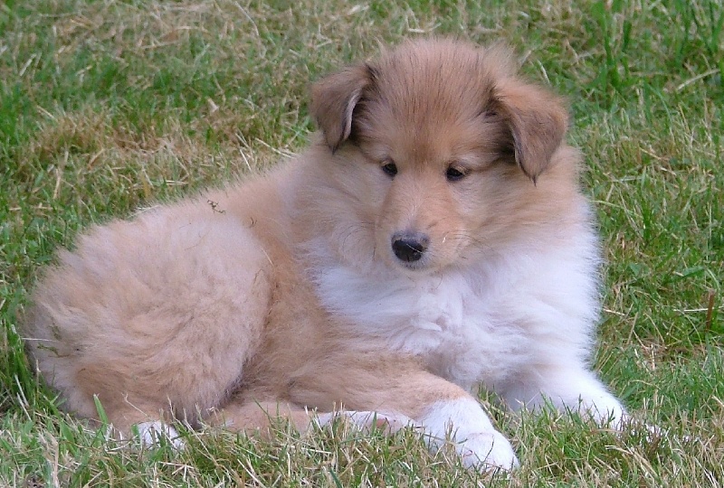 Believe in love des stuarts de boisbelle