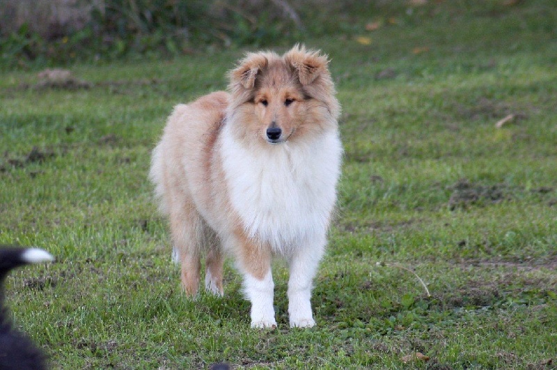 Publication : des stuarts de boisbelle