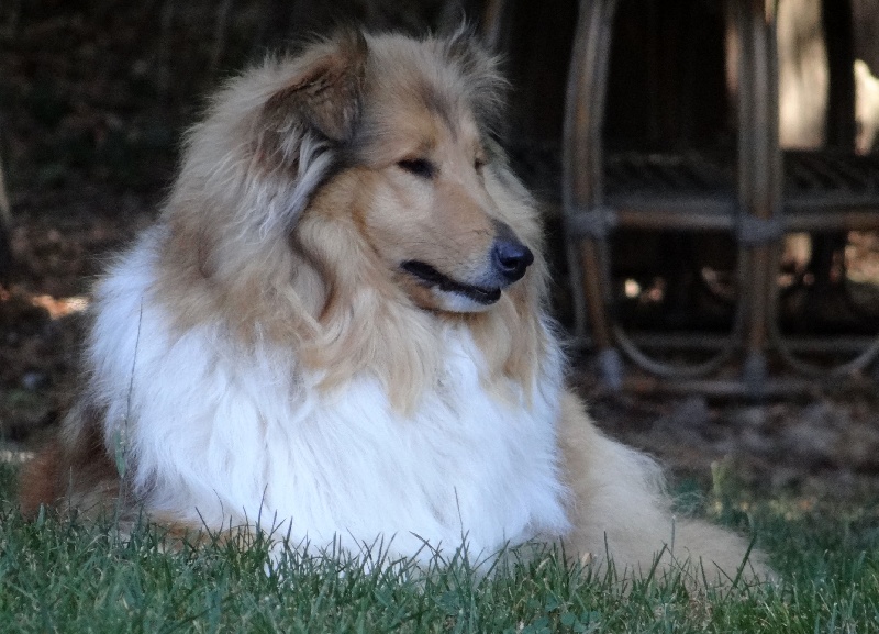 Publication : des stuarts de boisbelle