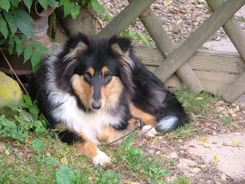 Vive la vie des stuarts de boisbelle