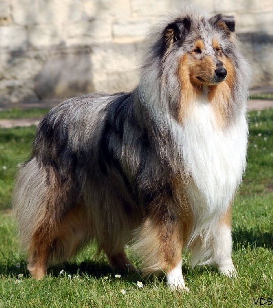 Exquise edelweiss des stuarts de boisbelle