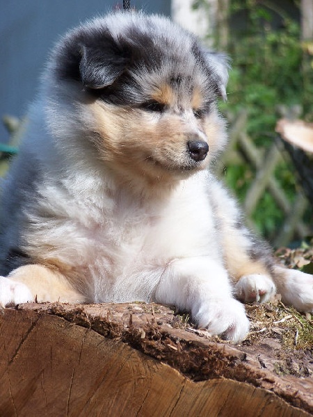Daardjeeling in blue des stuarts de boisbelle