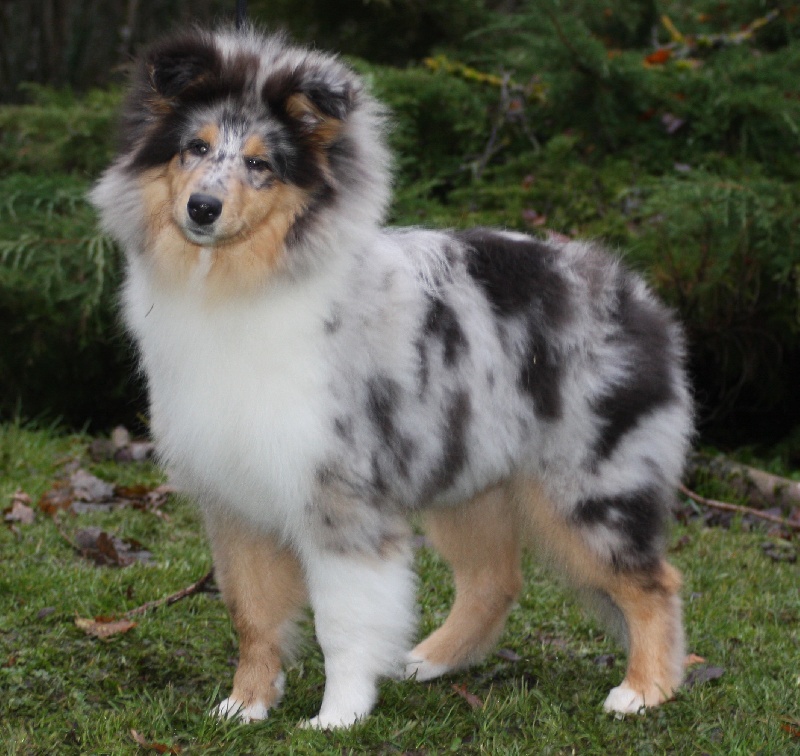 Daardjeeling in blue des stuarts de boisbelle