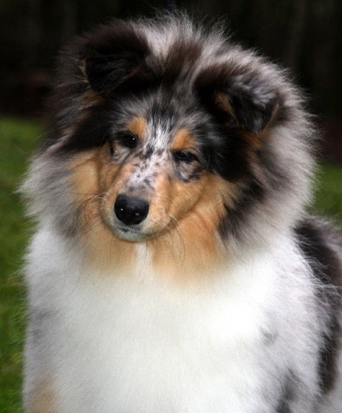 Daardjeeling in blue des stuarts de boisbelle