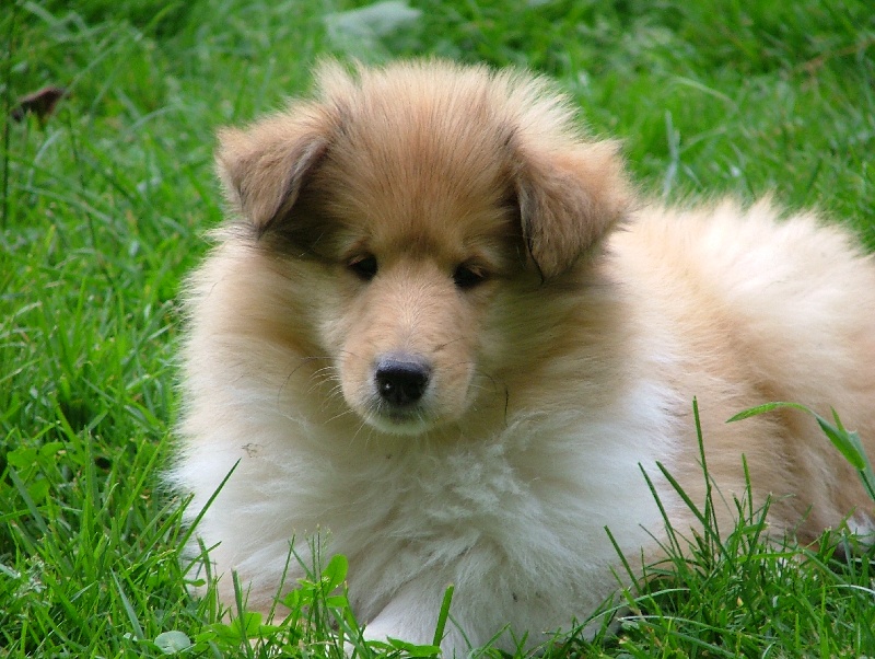 Believe in love des stuarts de boisbelle