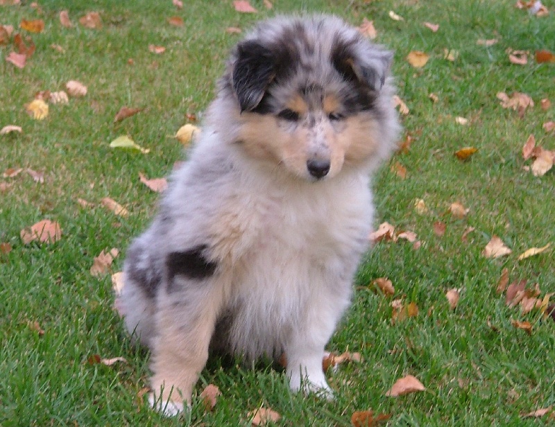 Daardjeeling in blue des stuarts de boisbelle