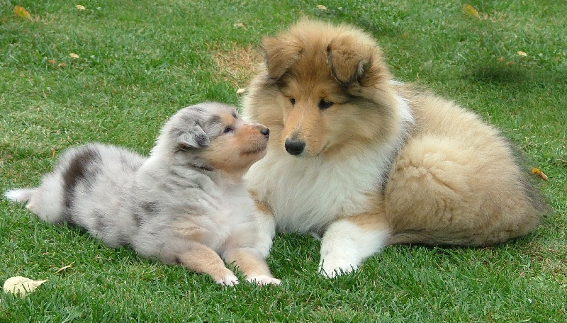 Daardjeeling in blue des stuarts de boisbelle
