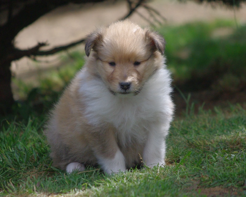 Publication : des stuarts de boisbelle