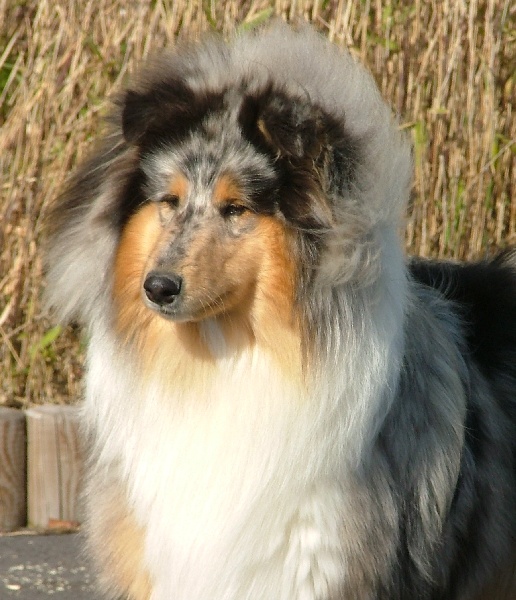 Daardjeeling in blue des stuarts de boisbelle