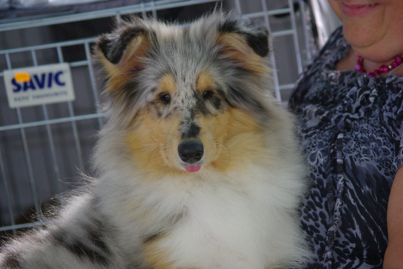 Exquise edelweiss des stuarts de boisbelle