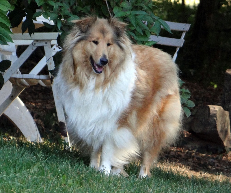 Publication : des stuarts de boisbelle