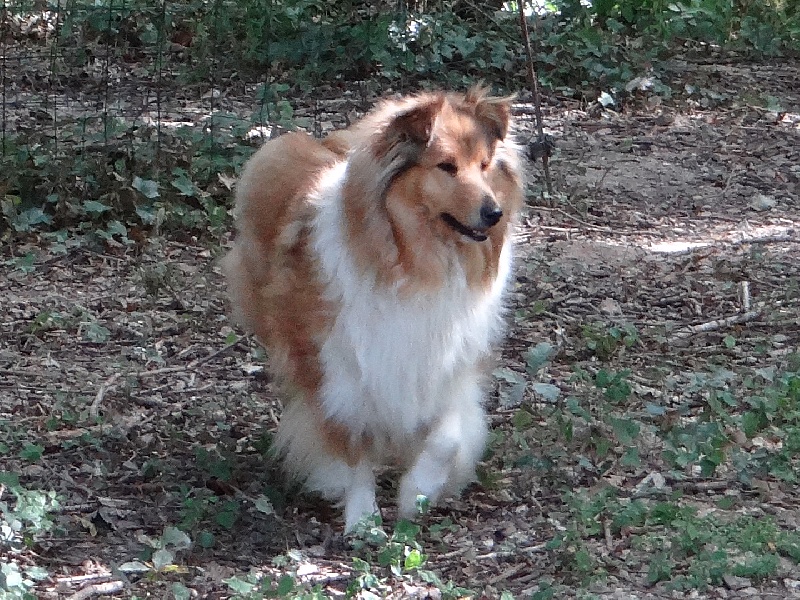 Publication : des stuarts de boisbelle