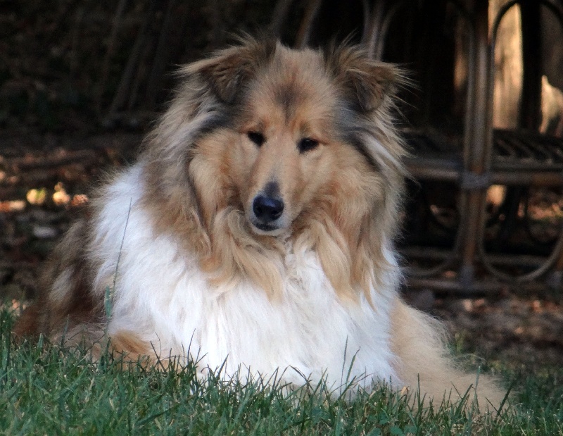 Publication : des stuarts de boisbelle