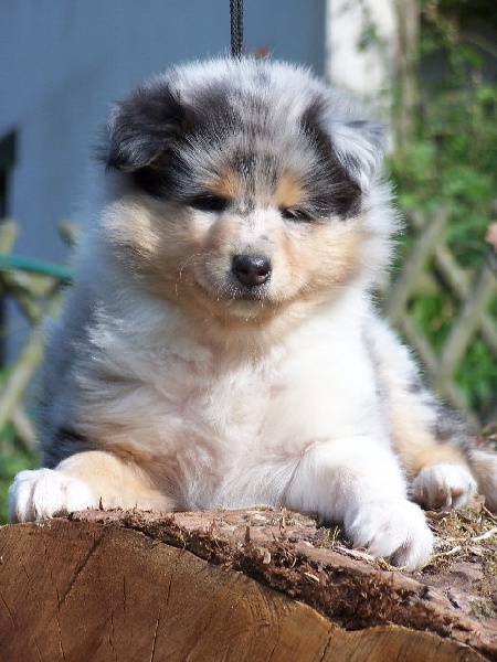 Daardjeeling in blue des stuarts de boisbelle