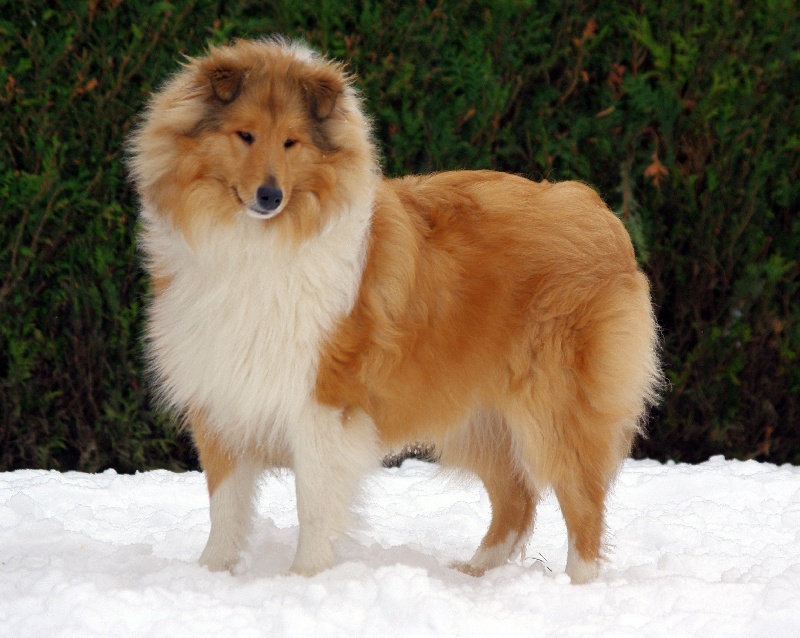 Publication : des stuarts de boisbelle