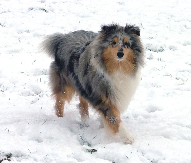 Exquise edelweiss des stuarts de boisbelle