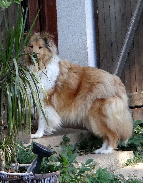 Publication : des stuarts de boisbelle