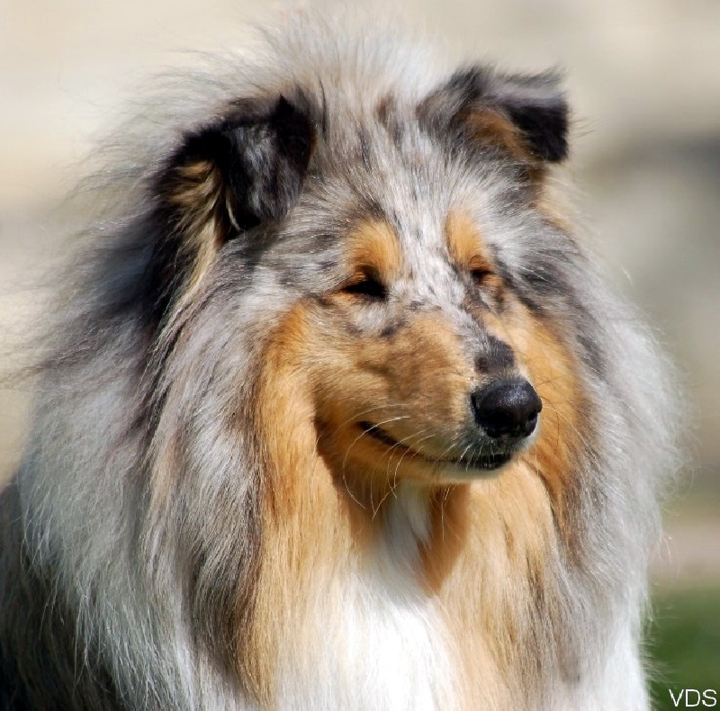 Exquise edelweiss des stuarts de boisbelle