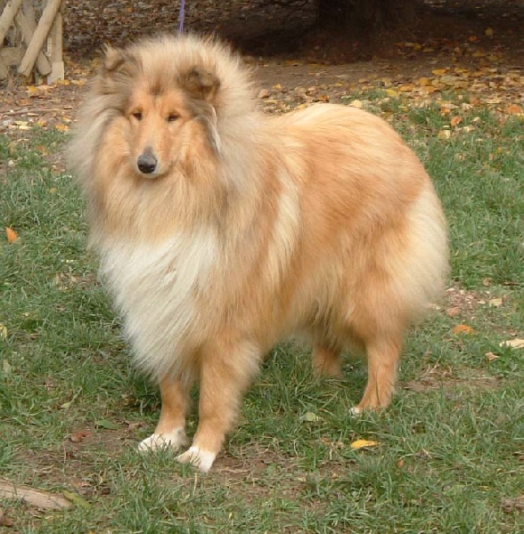 Tzara blonde des stuarts de boisbelle