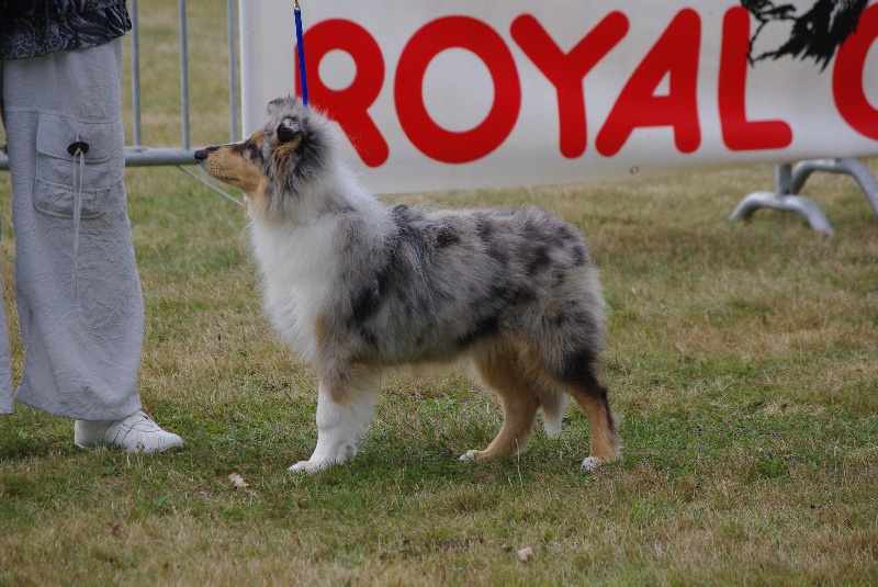 Exquise edelweiss des stuarts de boisbelle