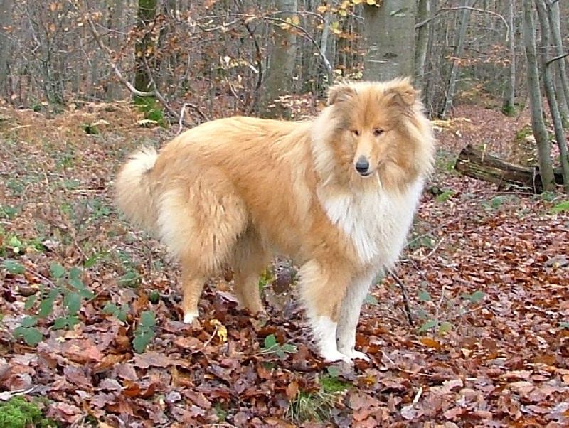 Believe in love des stuarts de boisbelle