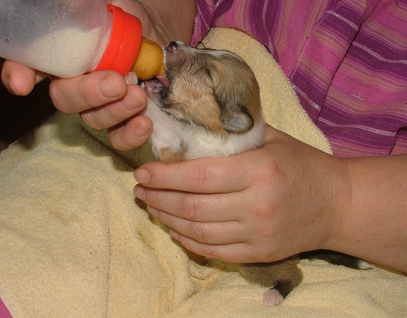 Publication : des stuarts de boisbelle