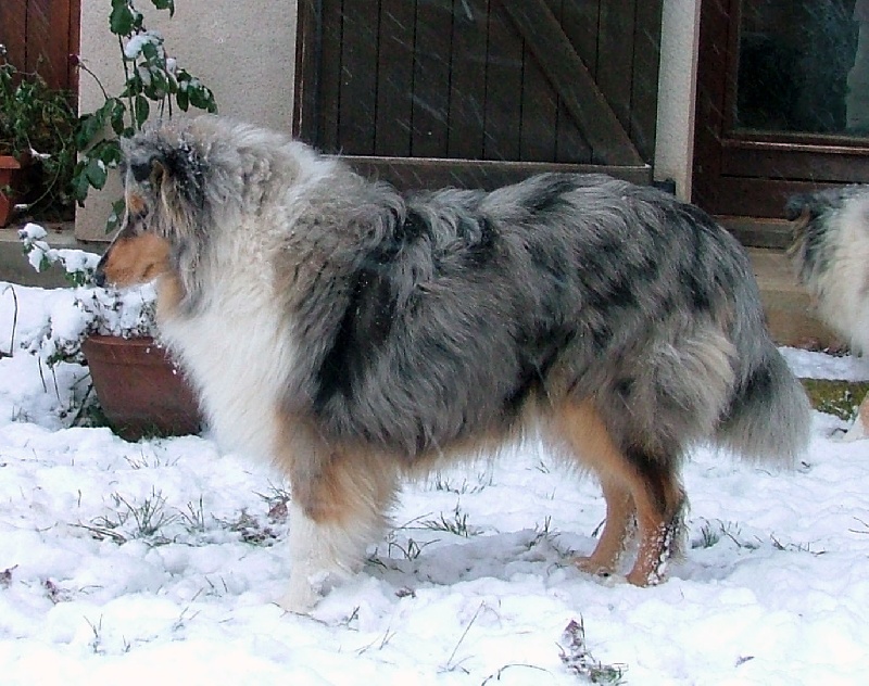 Exquise edelweiss des stuarts de boisbelle