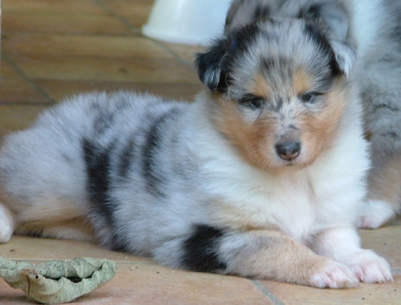 Daardjeeling in blue des stuarts de boisbelle