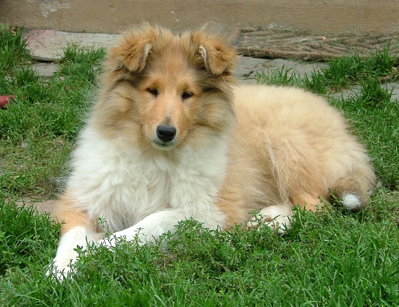 Publication : des stuarts de boisbelle