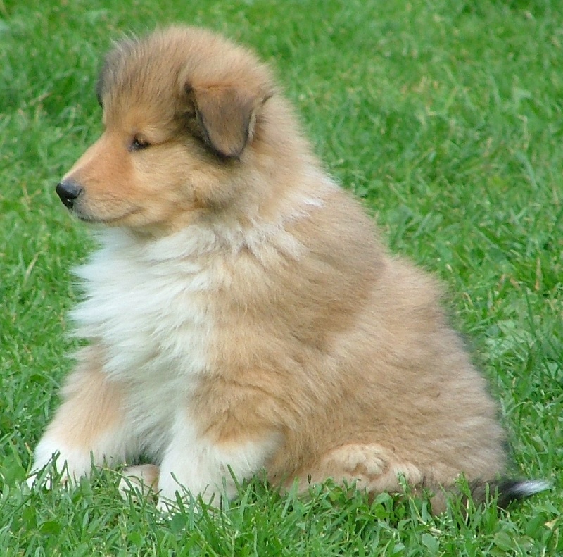 Believe in love des stuarts de boisbelle