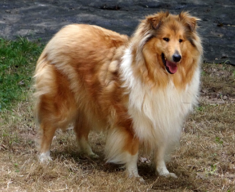 Publication : des stuarts de boisbelle