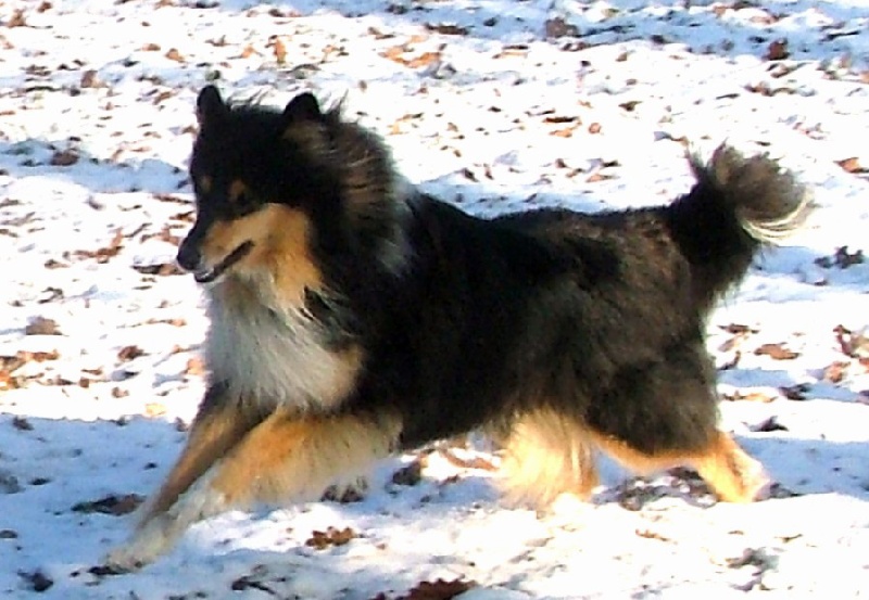 Vive la vie des stuarts de boisbelle