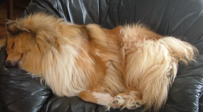 Tzara blonde des stuarts de boisbelle