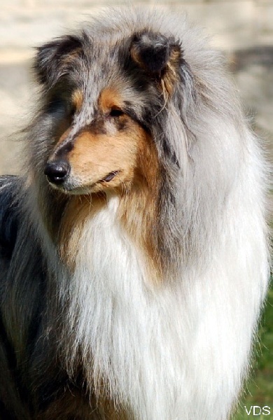 Exquise edelweiss des stuarts de boisbelle